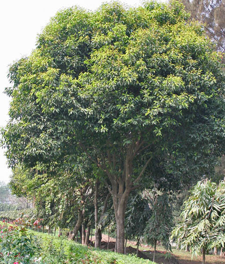 450px-Maulsari_%28Mimusops_elengi%29_trees_in_Kolkata_W_IMG_2848.jpg