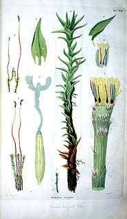 <i>Meesia longiseta</i> Species of moss