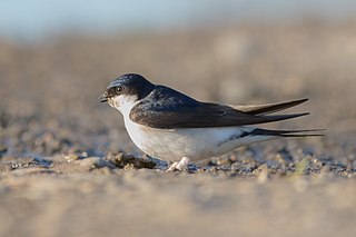 Common house martin A migratory passerine bird of the swallow family found in Europe, Africa and Asia