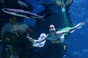 A mermaid performance in Jakarta, Indonesia Mermaid performance, Jakarta Aquarium, Neo Soho, Jakarta 2018-06-28 13.jpg