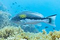 * Nomination Dusky grouper (Epinephelus marginatus), Cabo de Palos, Spain --Poco a poco 07:23, 15 June 2023 (UTC) * Promotion  Support Good quality. --Ermell 15:39, 15 June 2023 (UTC)