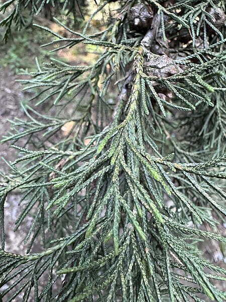 File:Mexican Cypress (Cupressus lusitanica), PN Desierto de los Leones, Cuajimalpa, Mexico City, Mexico 2.jpg