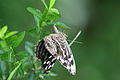 Mexican bluewing (Myscelia ethusa) ovipositing.jpg