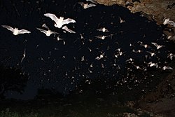 Mexican free-tailed bats exiting Bracken Bat Cave (8006847010).jpg