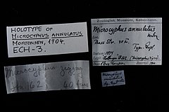 File:Microcyphus annulatus - ECH-000003 label.jpg (Category:Echinodermata in the Natural History Museum of Denmark)