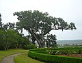 Middleton Oak, or Great Oak, an ancient Live Oak at Middleton Place, SC, USA.