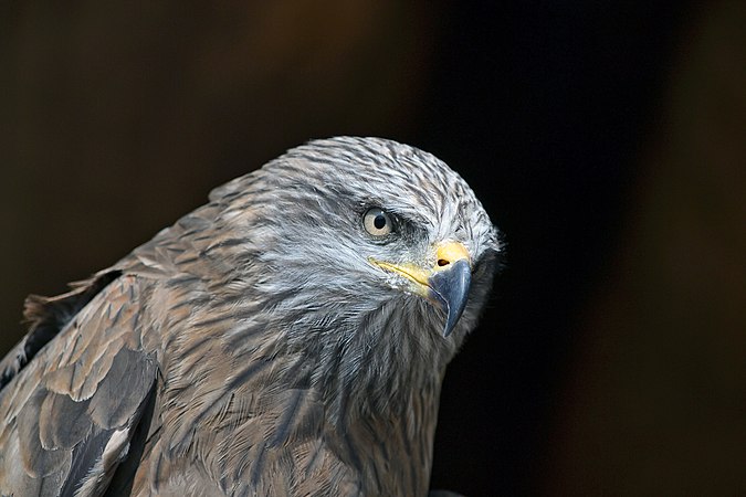 (9 June 2012) The Black Kite by Tim Sträter