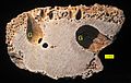 Gastrochaenolites (G) and Entobia (E) in limestone cobble from the Los Banós Formation, Upper Miocene, SE Spain.