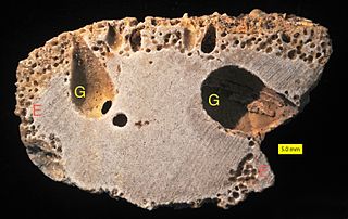 <i>Gastrochaenolites</i> Trace fossil