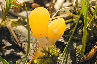 <i>Mitrula</i> Genus of fungi