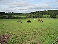 Fields on Mote End Farm are used to keep horses for its livery stables