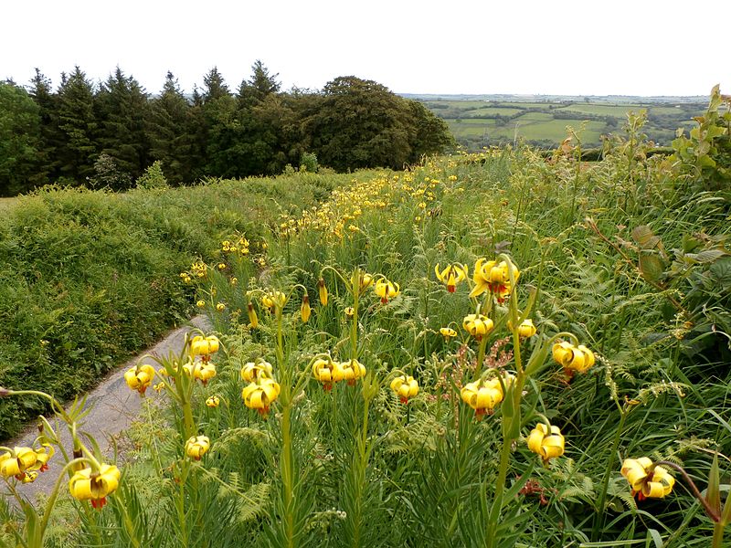 File:MollandLilly MollandDevon 6June2014.JPG