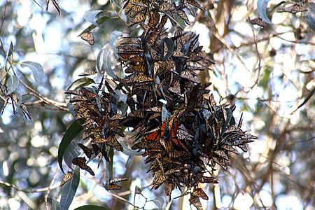 Tập_tin:Monarch_butterflies_in_Santa_Cruz-11.jpg