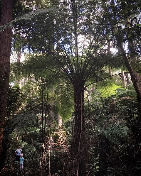 File:Monga National Park giant fern tree.jpg