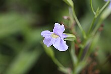 Monkey flower brdgwtr 20080803 3047.JPG