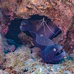 Muraena augusti accompagnés d'une crevette nettoyeuse au large de Tenerife (Espagne).