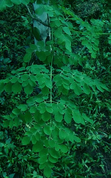 File:Moringa oleifera part.jpg