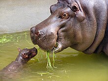 Nijlpaard (Hippopotamus amphibius) met jong