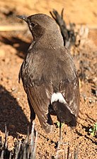 Mountain wheatear or mountain chat - female, Oenanthe monticola, at Suikerbosrand Nature Reserve, Gauteng, South Africa (15187893041).jpg