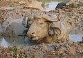 Mud buffalo.jpg