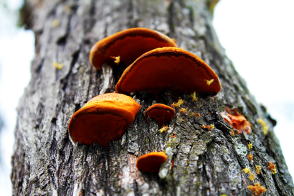 Mushrooms On The Tree.png