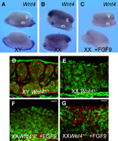 A, B en C: gonaden in vitro