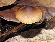 Foto.  Cogumelo visto de cima.  Chapéu tipo chinês amarelado na base e castanho na parte superior.  Pé delgado e acastanhado.