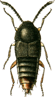 <i>Myllaena</i> Genus of beetles