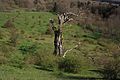 Fast abgestorbener Hutebaum in verbuschender Landschaft