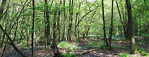 Naturschutzgebiet Erlenbruchwald beim Lichteler Landturm