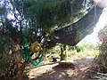 English: A hammock in the forest. Hammocks are very popular in the Zhanjiang area