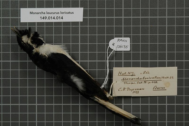 File:Naturalis Biodiversity Center - RMNH.AVES.136135 1 - Monarcha leucurus loricatus Wallace, 1863 - Monarchidae - bird skin specimen.jpeg