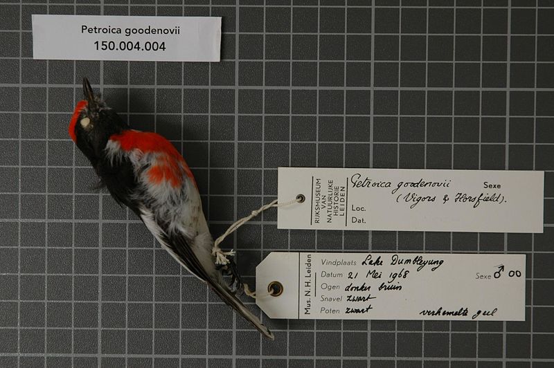 File:Naturalis Biodiversity Center - RMNH.AVES.54381 1 - Petroica goodenovii (Vigors & Horsfield, 1827) - Eopsaltriidae - bird skin specimen.jpeg