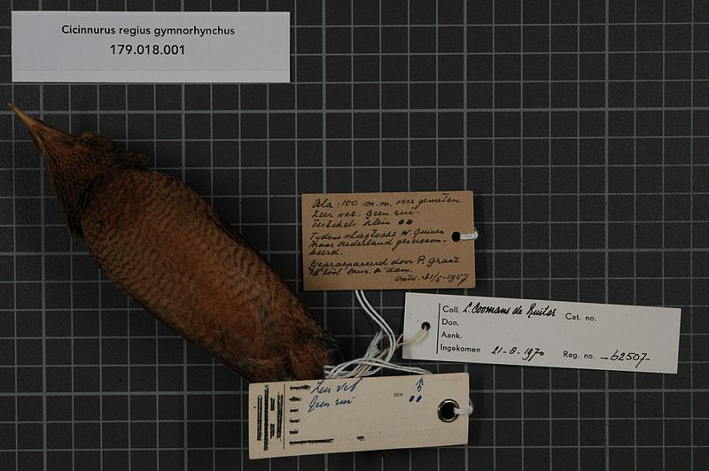 File:Naturalis Biodiversity Center - RMNH.AVES.62507 2 - Cicinnurus regius gymnorhynchus Stresemann, 1922 - Paradisaeidae - bird skin specimen.jpeg