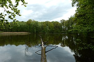 Shafteich nature reserve (May 2015)