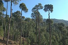 murree tourist information