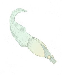 Original (and obsolete) reconstruction based on a single, incompletely preserved, lateral specimen. The author of this reconstruction, based on the material then available, considered Nectocaris to bear arthropod and chordate-like features. Nectocaris.jpg