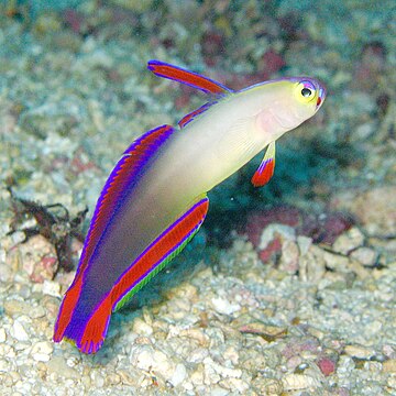 Elegant firefish