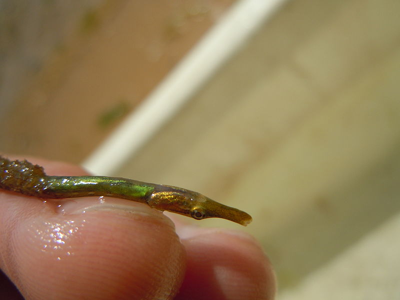 File:Nerophis ophidion4.JPG