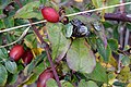 * Nomination wild roses/hips with Nezara Viridula --KaiBorgeest 21:47, 18 October 2022 (UTC) * Decline  Oppose Not sharp enough to me. DoF issues. --Sebring12Hrs 16:17, 21 October 2022 (UTC)