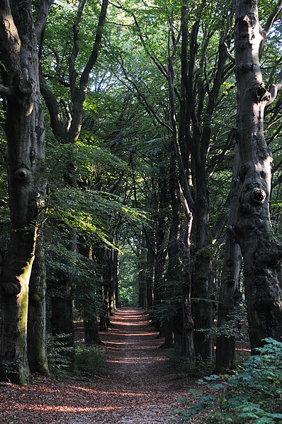 File:Nice Beech lane at Oosterbeek at 12 October 2015 - panoramio.jpg