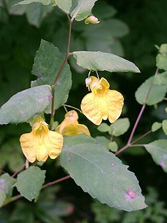 <i>Impatiens noli-tangere</i> Species of flowering plant