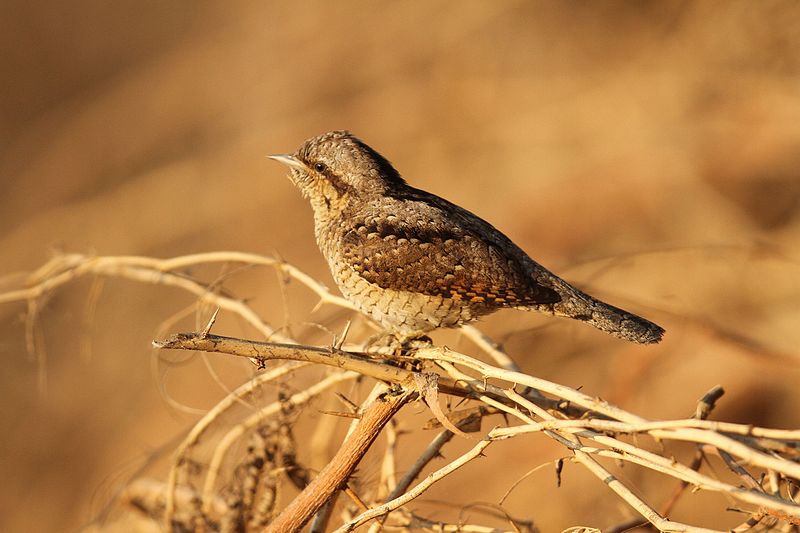 File:Northern wryneck David Raju.jpg