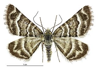 <i>Notoreas paradelpha</i> species of insect