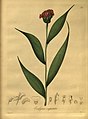 Elleanthus capitatus (as syn. Evelyna capitata) plate 56 in: E.F. Poeppig & S. Endlicher Nova genera ac species plantarum, quas in regno Chilensi Peruviano et in terra Amazonica (Orchidaceae) (1827–1832)