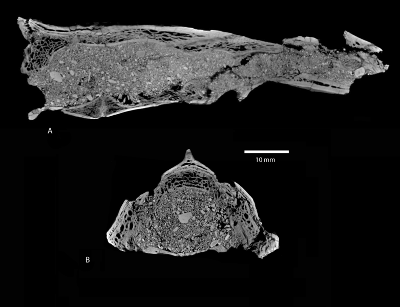 File:Ocepeia daouiensis CT scan alt.png