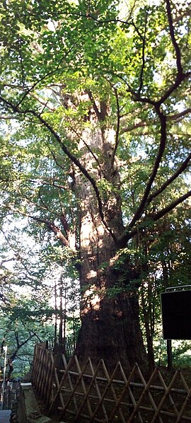 File:Oji jinja - Ginkgo tree 3.jpg