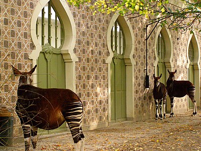 Okapigebouw in de ZOO Antwerpen