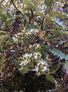 <i>Olearia ilicifolia</i>