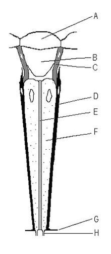 Ommatidium: A - cornea, B - crystalline cone, C & D - pigment cells, E - rhabdom, F - photoreceptor cells, G - membrana fenestrata, H - optic nerve Ommatidie.JPG